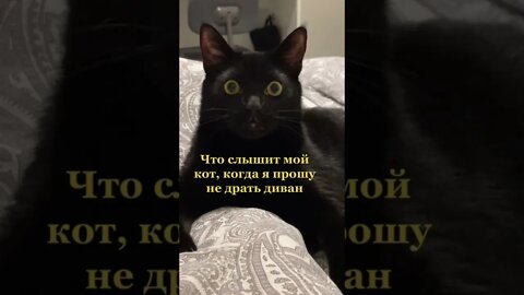 #shorts Смешные Коты Из Тик Тока 128 Funny Cats From Tiktok