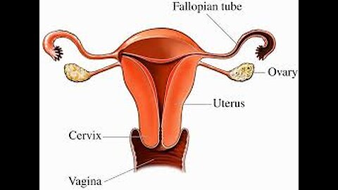 Role of Ovaries