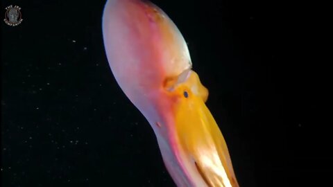 A rare look at The Blanket Octopus