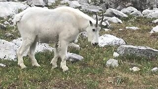 Mountain Goats, Bob Marshall Wilderness, Montana