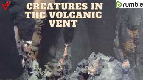Creatures in the volcanic vent