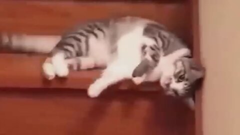 Funny Cat, Funny Cat Videos, Funny Cats, Funny, Cat, Cat Videos, Funny Cat Compilation