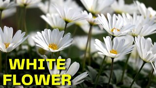 White Flower - tubebackr #House Music [#FreeRoyaltyBackgroundMusic]