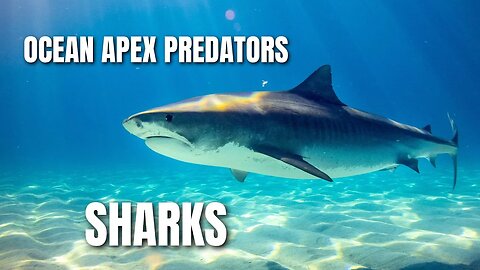 Sharks: Ocean Apex Predators #education #world #nature #shark
