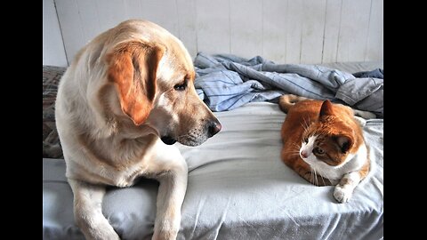 Daily life of a silly cat & Dog Moment...