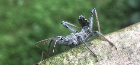 Wheel Bug or Assasin Bug?