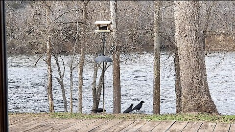 BIRDIES AT THE FEEDER (NORTHERN FLICKER)