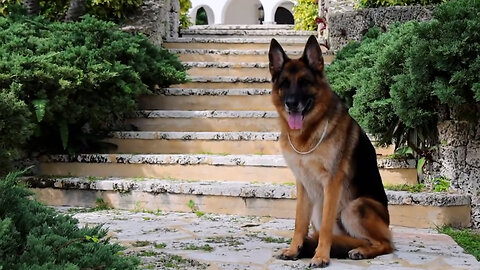 This Dog Is The Owner Of A $30 Million Miami Villa.