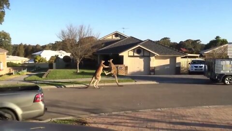 wild kangaroo street fight Aussie style-6