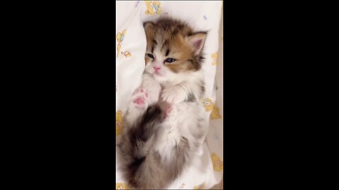 Little milk cat's bedtime ritual #little #cat #cat #pet #cuteanimal #cute #cutecat #cutecat #love
