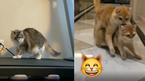 Funiest Cats 😹 Don't try to hold back Laughter 😂 Best Funny Cat Videos 2021