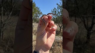 2 tiny snakes!!?!?! #herping #shorts