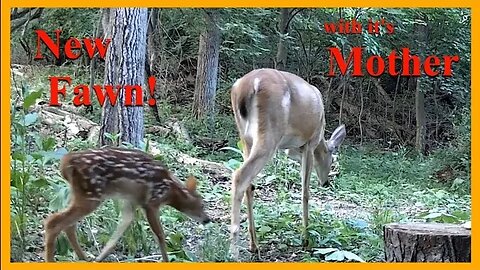 New Fawn with it's Mother!