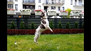 Histoire d'amour entre un bulldog et des bulles