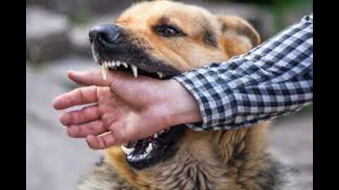 How to defend yourself against an aggressive dog dog. Self defense against dog attacks