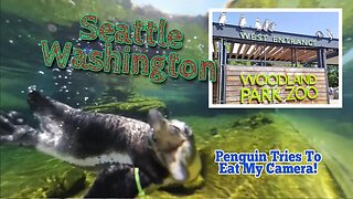 If You're In Washington DON'T Miss This! #zoo #penguin #bears