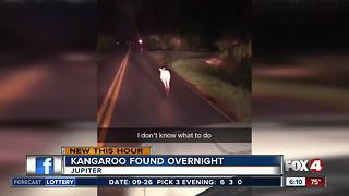 Missing kangaroo found safe, captured overnight