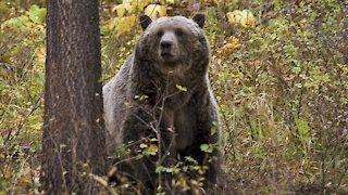 Wildlife Officials Searching For Bear In Deadly Attack