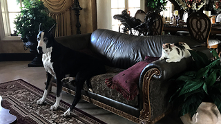 Cat Watches Great Dane Open Box of Milkbone Dog Biscuits