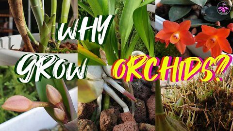 Why do you Grow Orchids? Your Feedback & my Answer | Orchid Growing Motivation #ninjaorchids