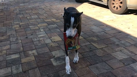Great Dane thrilled to carry dog treats inside home