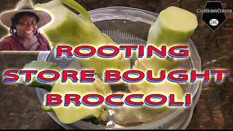 Rooting Store Bought Broccoli