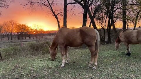 Texas Morning Sunrise Feeding The Horses - Checking Out Horses Hooves