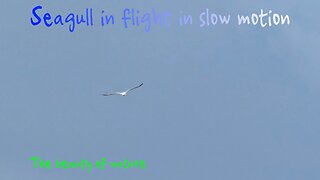 Seagull in flight in slow motion / beautiful bird in the air.