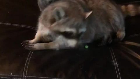 Cat and raccoon wrestling match ends in wipe out
