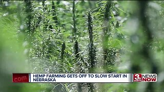 Hemp farming slow to get off ground in Nebraska