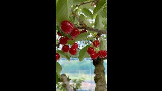 Cherries ready for picking in Yamagata Japan