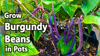 How to Grow Beans from Seed in Containers | An Easy Planting Guide