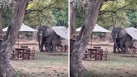 Elephant sits down on restaurant table for a scratch