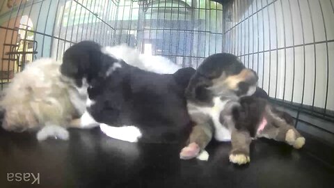 GoldenDoodle Corgi Pups