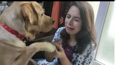 Labrador Reaction to Mom Crying😭 || Most Intelligent Dog🦮