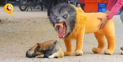 Troll Prank Dog Funny & fake Lion