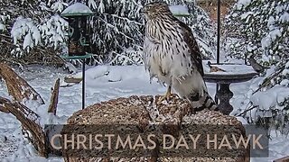 Christmas Day Hawk Lands on the Feeders to Warm Up His Toes