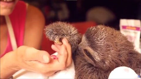 Baby Sloths Being Sloths - The CUTEST Sloth Compilation