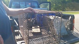 skunk in a live trap