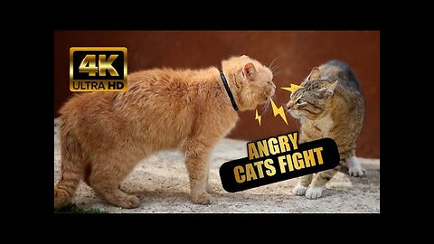 Angry cat - battle cats _ street fights - cat fight 🔥 ( Unstoppable fight ) #cat #fight #angry