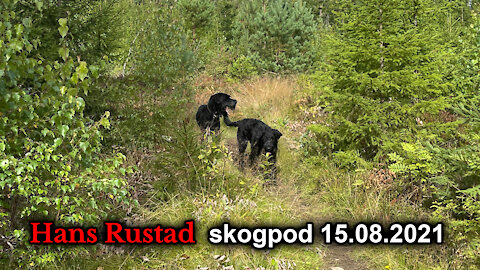 Skogpod 15. august: Impregnert mot virkeligheten