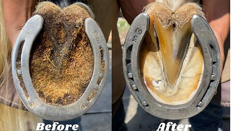 Restoring Hooves For Horse || Satisfying Cleaning ASMR