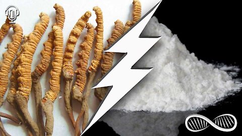 Cordyceps and Creatine ⚡ A lesser-known stack for energy and far more