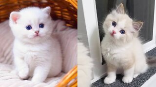 Cute # Baby # Cats 😸😸 Funny video compilation 😍😍😍