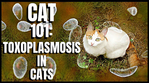 Toxoplasmosis in cats