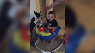 A Baby Boy Laughs When A Dog Licks The Boy's Face