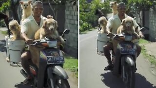 Guy Rides a Scooter With Entire Pack of Dogs