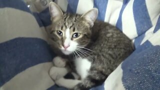 Kitten Sits in Hammock Chair