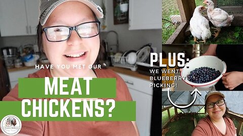 Meet our Meat Chickens! | A BEAR!? | Plus: Blueberry Picking!