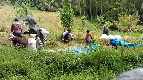 Panen Padi Ke Hujanan - Panen Padi Tradisional di KP. Margajaya-Pangandaran